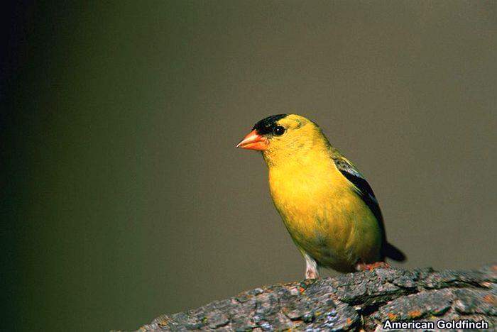 American Goldfinch