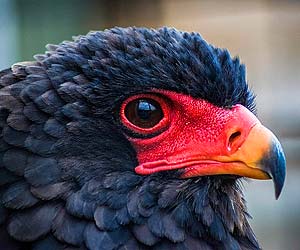 Bateleur Eagle