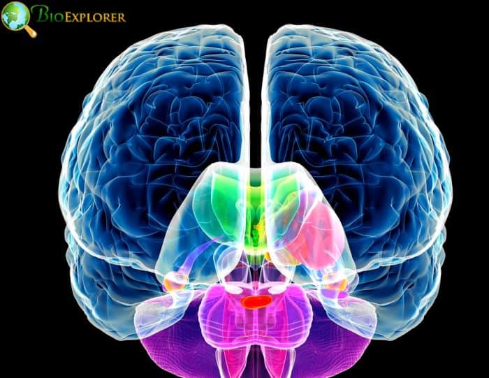 Brain Anatomy