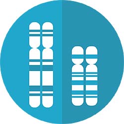 chromosomes