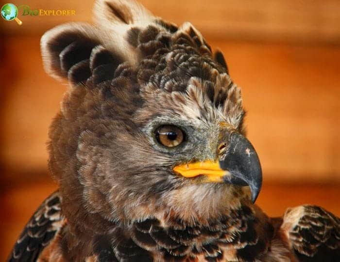 Crowned Eagle Interactions With Other Wildlife