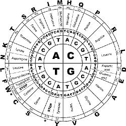 Dna Amino Acid