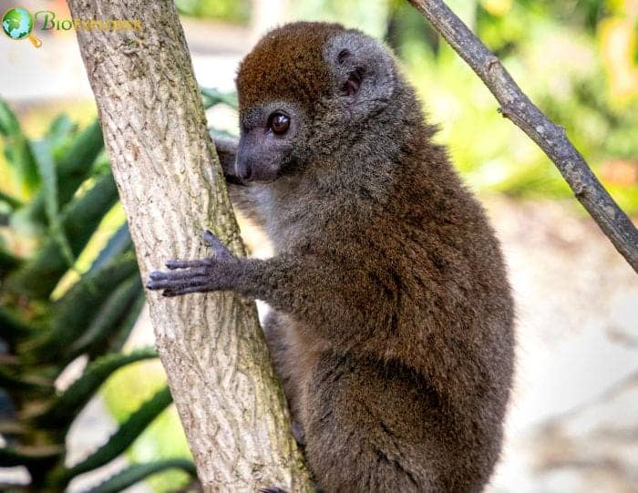 Eastern Lesser Bamboo Lemur Behavior & Social Structure