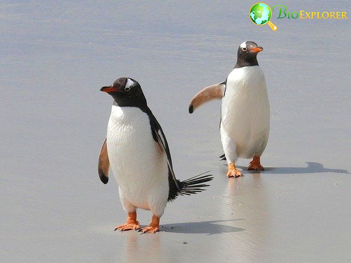 Gentoo Penguins