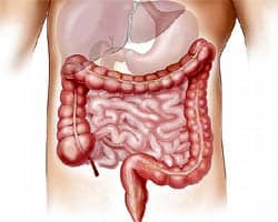 Intestines Fungal Growth