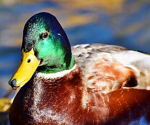 Mallard Wild Duck (Anas platyrhynchos)