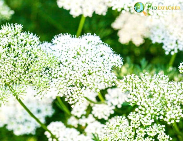 Mountain Parsley