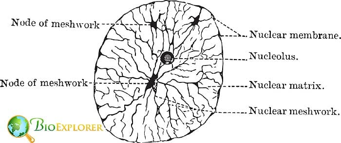 Nucleus