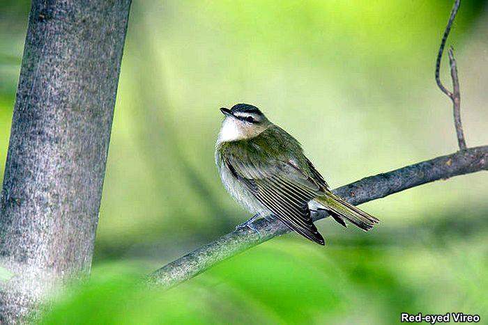 Red-Eyed Vireo