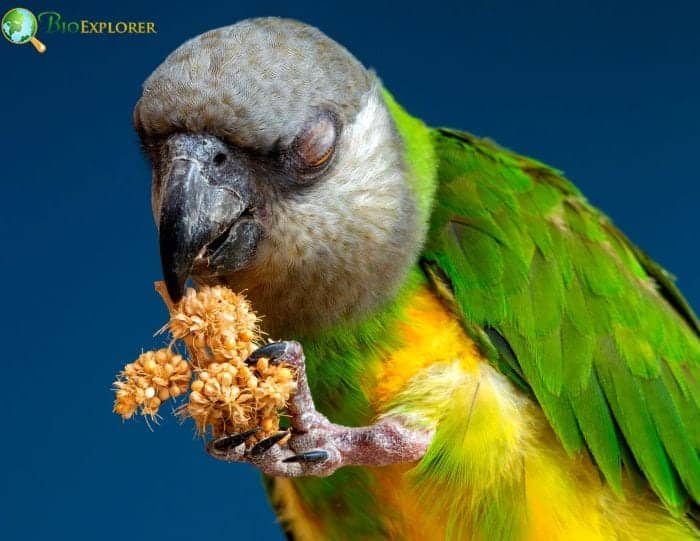 Senegal Parrot Behavior and Communication