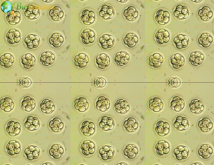 Vitro Fertilization Embryos