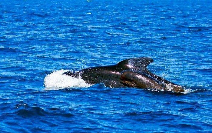 Whales Orcinus Orca Orka Blue Pilot Whales Animals