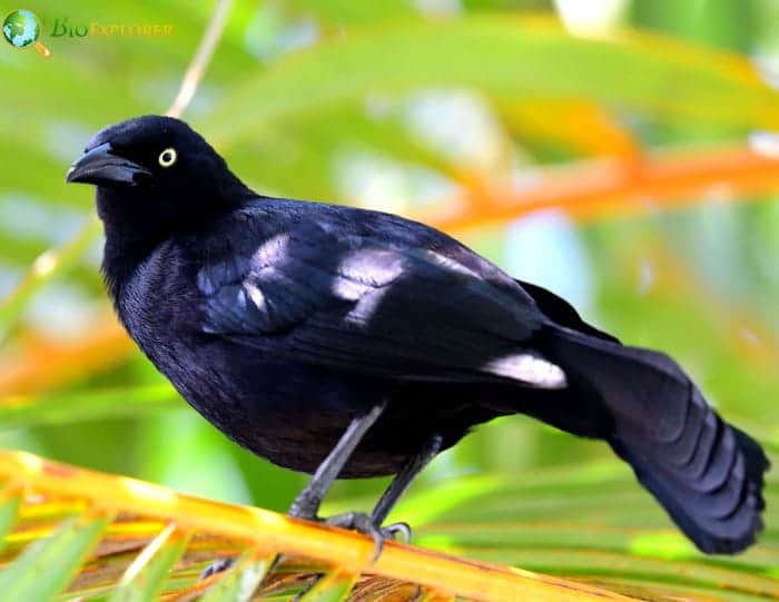 What Eats Greater Antillean Grackles