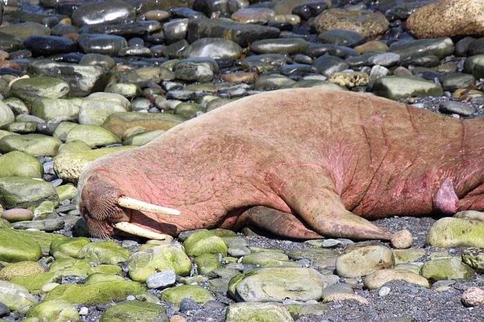 When Do Walruses Eat