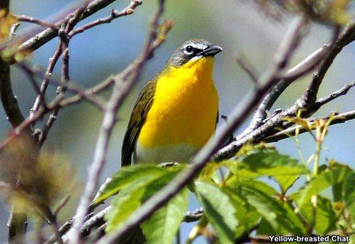 Yellow-breasted Chat