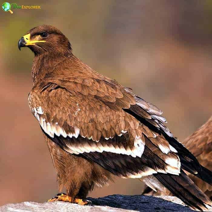 Steppe Eagle