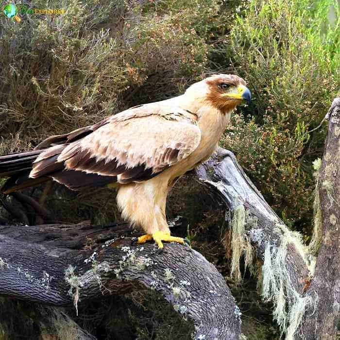 Tawny Eagle