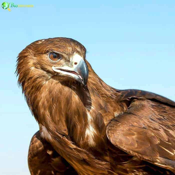 Greater Spotted Eagle