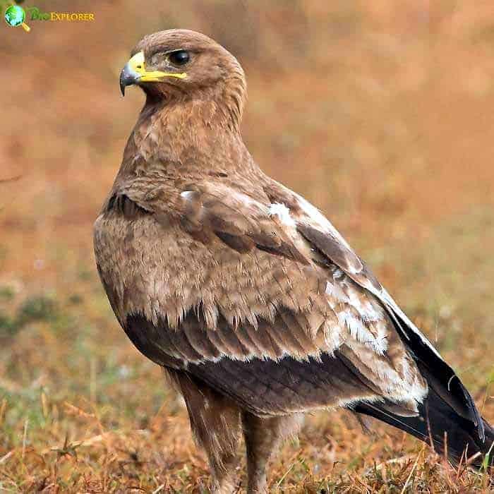 Indian Spotted Eagle