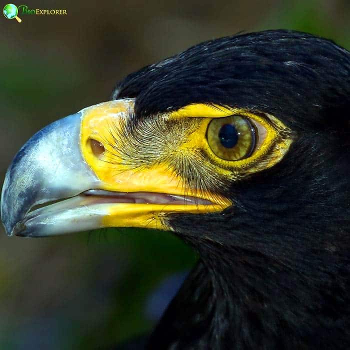 Verreaux's Eagle