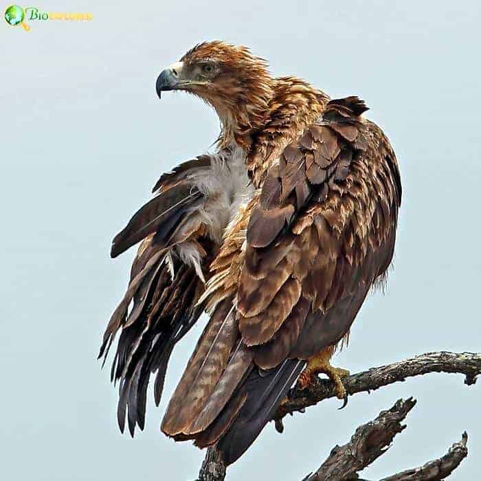 Wahlberg's Eagle