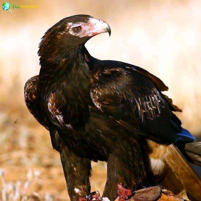 Wedge-tailed Eagle