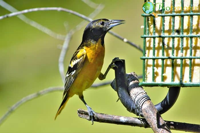 Baltimore Oriole (Bird of Massachusetts)