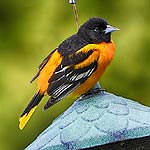 Baltimore Oriole In Massachusetts