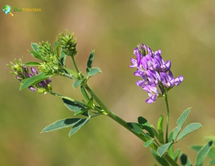 Alfalfa Genetic Research and Advances