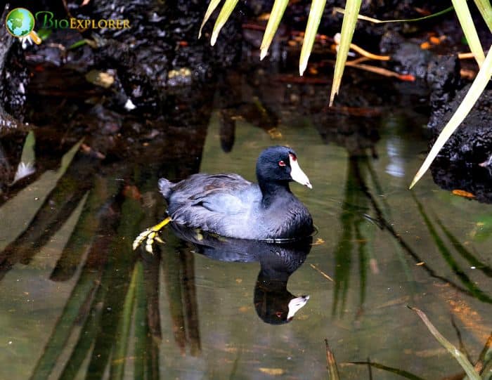 Black Scoters Are Excellent Divers