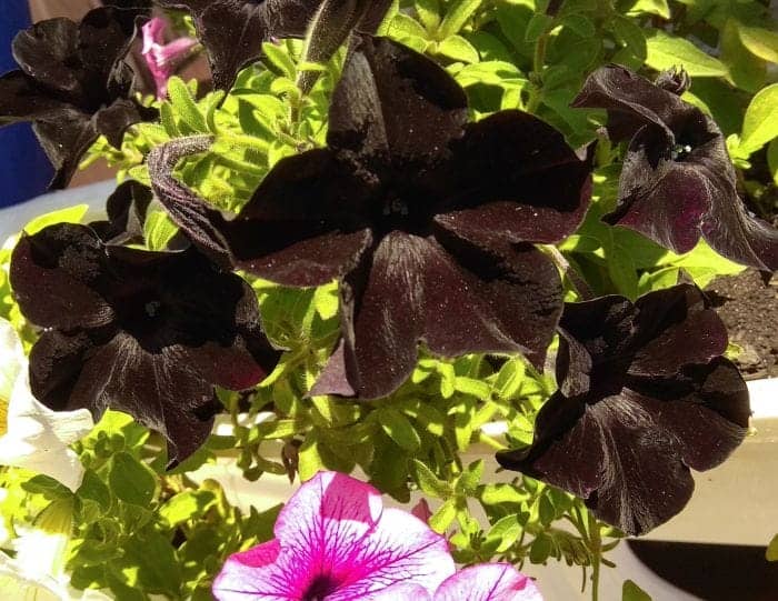 Black Velvet Petunia