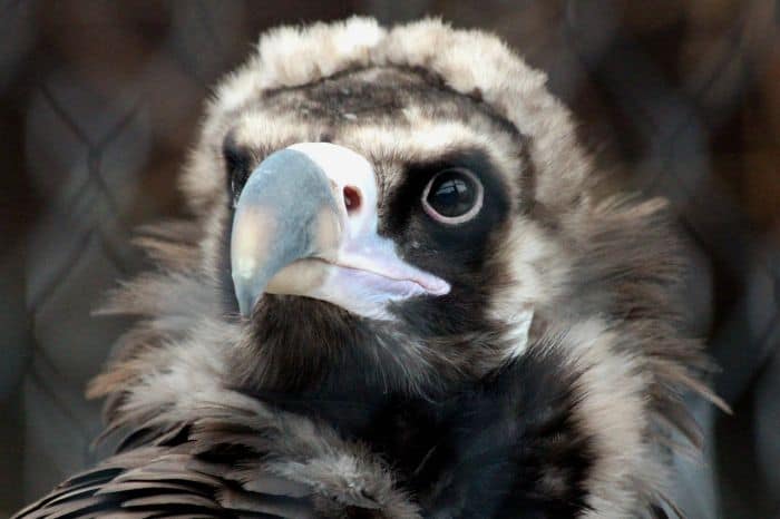 Black Vultures Are Faithful To Their Life Partner