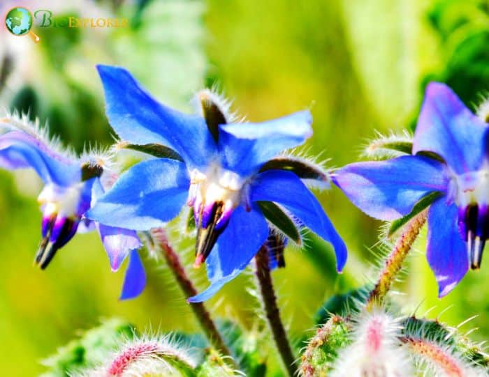 Borage Borage