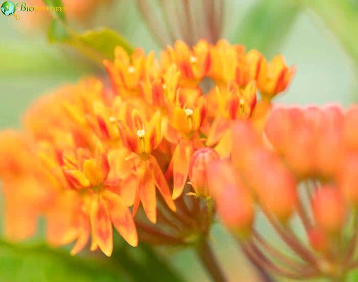 Butterfly Weed Asclepias