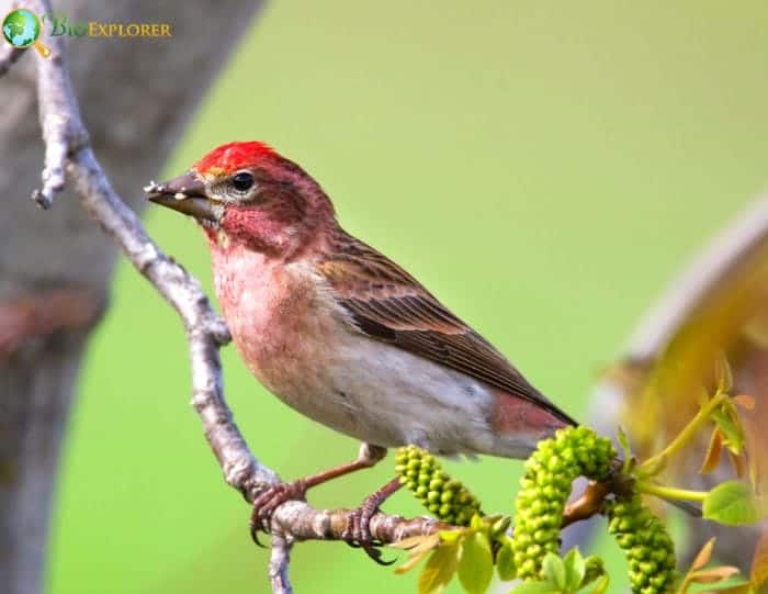 Cassin's Finch