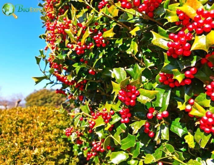 Chinese Holly (Ilex Cornuta)