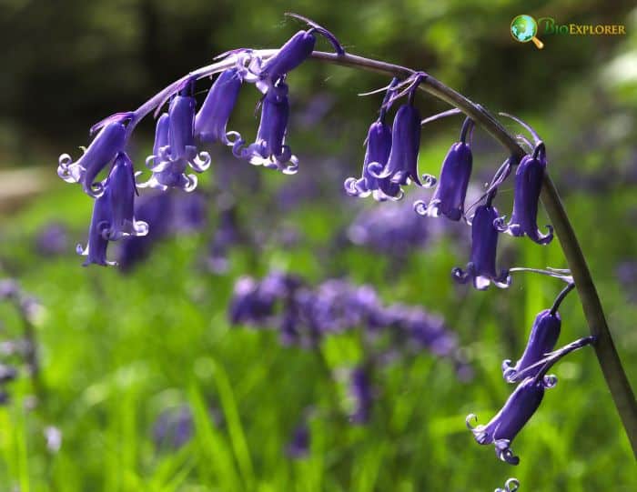 Common Bluebells