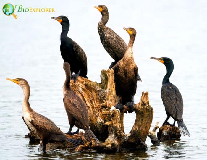 Double-crested Cormorants mistake stones for eggs