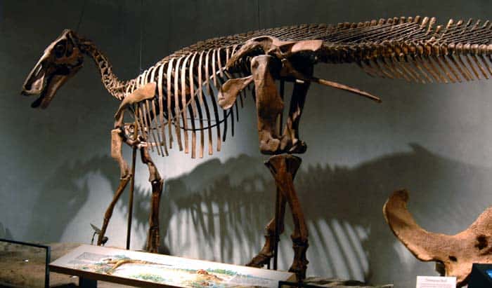 Edmontosaurus