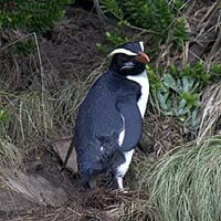 Fiordland Penguin