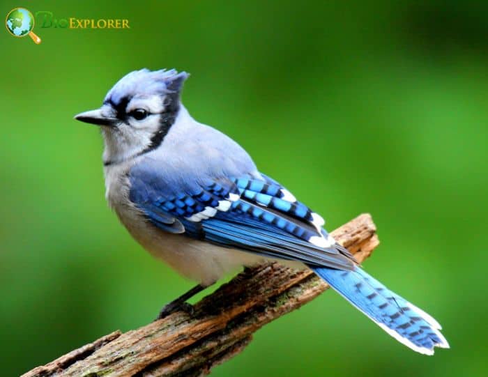 Fish Crows Can Adopt Other Birds