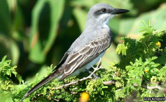 Florida Gray Kingbird