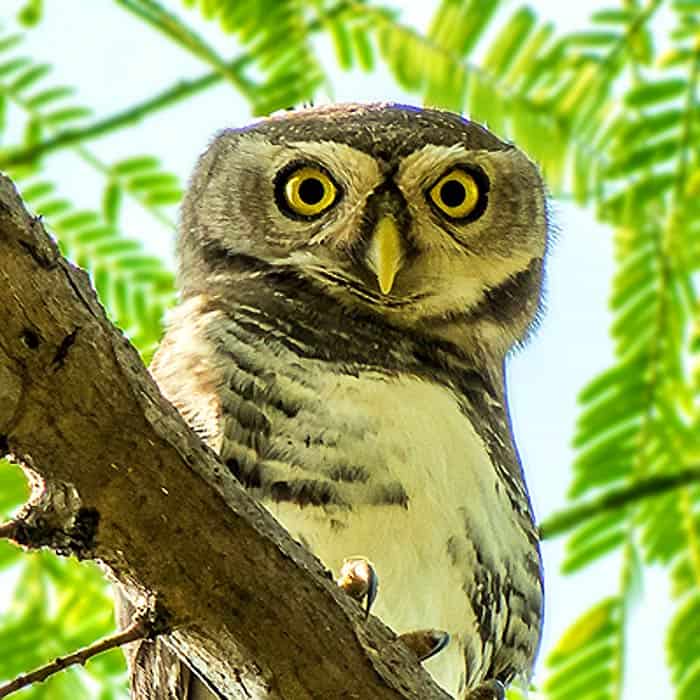 Forest Owlet