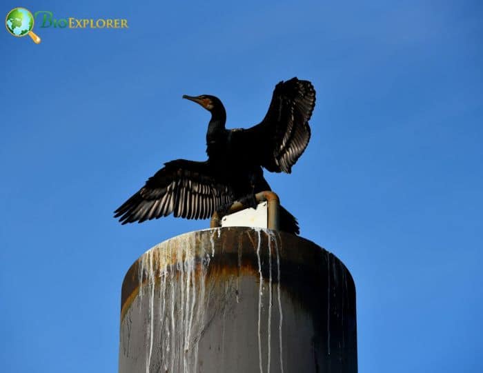 Great Cormorants have many names