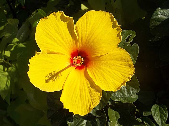 Hibiscus brackenridgei