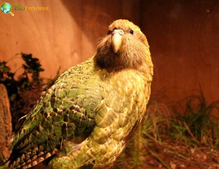 Kakapo