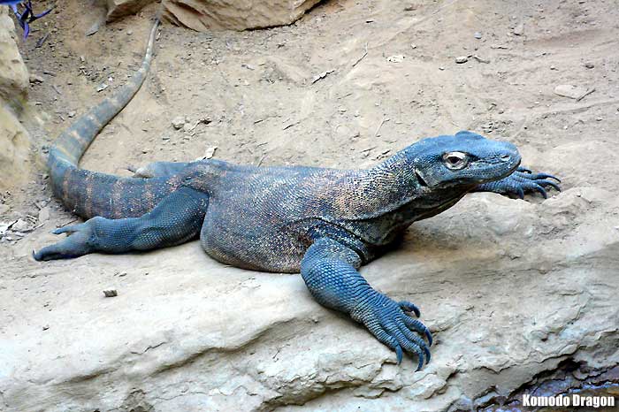 Komodo Dragon