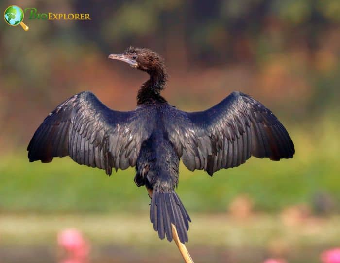 Little Cormorants Engage In Asynchronous Hatching