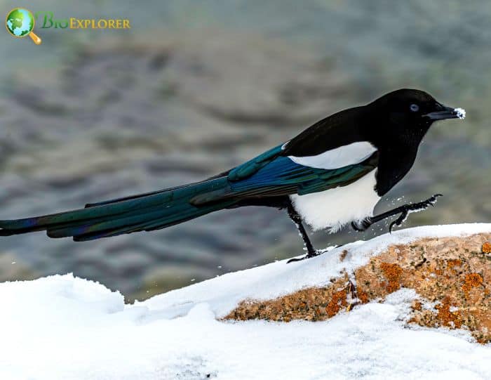 Magpie Predatory Adaptation