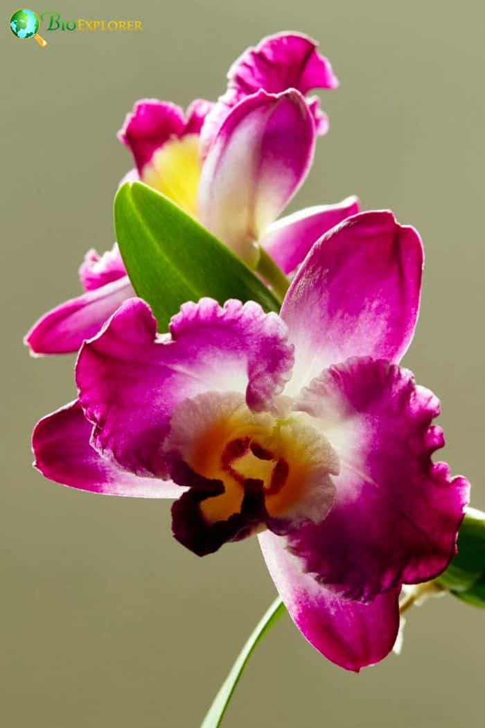 Noble Dendrobium